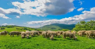 South Korea Summer Gapyeong Sheep Farm - ทัวร์เกาหลี เที่ยวฟาร์มแกะกาพยอง (อิสระ 1 วัน)