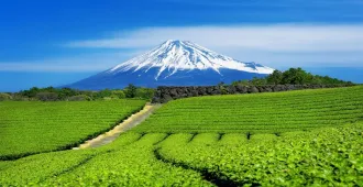 Japan Tokyo Kawasaki Fuji Obuchi Sasaba - ทัวร์ญี่ปุ่น โตเกียว คาวาซากิ ฟูจิ ไร่ชาเขียวโอบุจิซะซะบะ