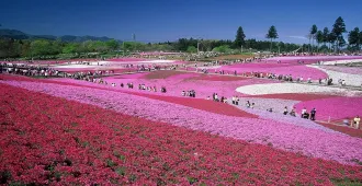 Japan Hokkaido Sapporo Asahikawa Otaru Fuji Shibazakura Festival - ทัวร์ญี่ปุ่น ฮอกไกโด ซัปโปโร อาซาฮิกาว่า โอตารุ ชมทุ่งดอกพิ้งค์มอส