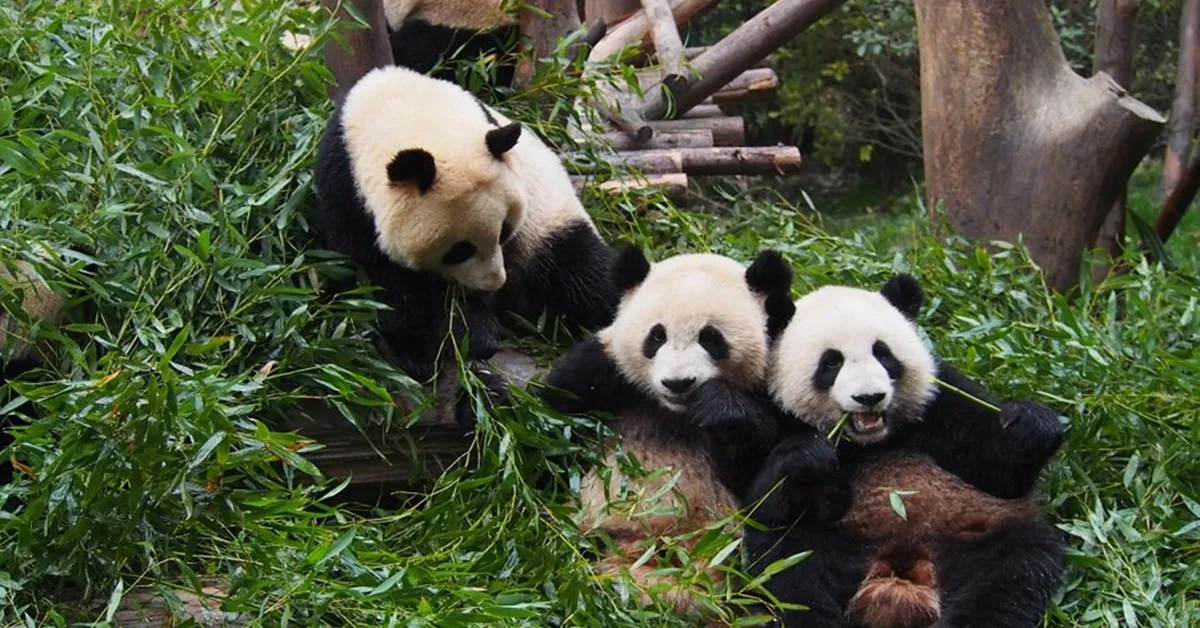 China Chengdu bipenggou Siguniangshan - ทัวร์จีน เฉิงตู ดูหมีแพนด้าและเที่ยว 2 อุทยาน อุทยานปี้เผิงโกว อุทยานสี่ดรุณี  (ไม่ลงร้าน)