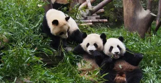 China Chengdu bipenggou Siguniangshan - ทัวร์จีน เฉิงตู ดูหมีแพนด้าและเที่ยว 2 อุทยาน อุทยานปี้เผิงโกว อุทยานสี่ดรุณี  (ไม่ลงร้าน)