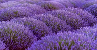 Europe Turkey Wonderful Lavender - ทัวร์ยุโรป ตุรเคีย มหัศจรรย์ทุ่งดอกลาเวนเดอร์ 1 ปี มีครั้งเดียว   