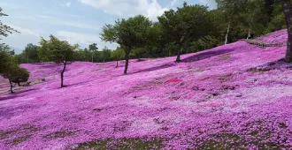 Japan Hokkaido Sapporo Asahikawa Takinoue Park - ทัวร์ญี่ปุ่น มหัศจรรย์...ฮอกไกโด ซัปโปโร อาซาอิกาว่า เที่ยวชมสวนทาคิโนอูเอะ