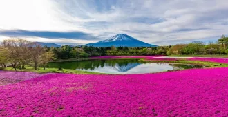 Japan Tokyo Ibaraki Kawagoe Kamakura  Fuji Wonderful Pinkmoss Disneyland - ทัวร์ญี่ปุ่น โตเกียว อิบารากิ คาวาโกเอะ คามาคุระ ชมเทศกาลฟูจิซากุระ ดิสนีย์แลนด์(อิสระ 1 วัน)