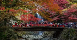 Japan Kyoto Kansai Sagano Romantic Train Autumn - ทัวร์ญี่ปุ่น เกียวโต คันไซ นั่งรถไฟสายโรแมนติก ชมใบไม้เปลี่ยนสี