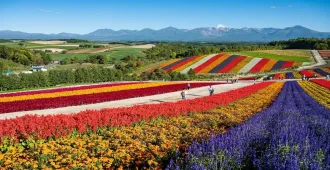 Japan Hokkaido Sapporo Otaru Asahikawa Biei Furano Shikisai no oka - ทัวร์ญี่ปุ่น ฮอกไกโด ซัปโปโร โอตารุ อิชิกาวะ บิเอะ ฟุระโนะ ชมสวนชิกิไซโนะโอกะ (อิสระ 1 วัน)
