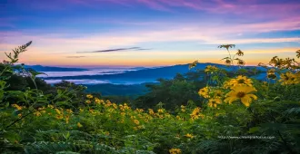  Chiang Rai Thailand - เที่ยวเชียงราย ชมทุ่งดอกบัวตองและดอยหัวแม่คำ