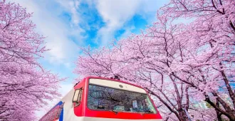 Korea Busan Sea Sand Breeze - ทัวร์เกาหลี ปูซาน สัมผัสความงามของดอกพ็อดกด ที่เทศกาลซากุระจินแฮ