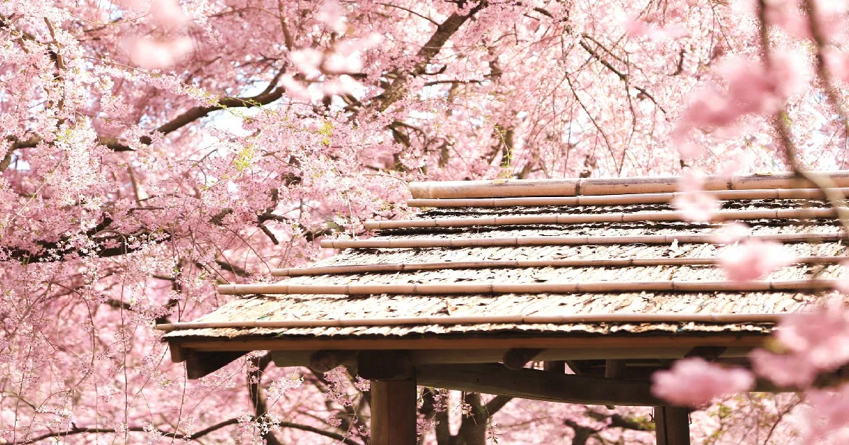 China Kunming Jiaozi Sakura - ทัวร์จีน คุนหมิง เจียวจื่อ นั่งกระเช้าพิชิตภูเขาหิมะเจียวจื่อและชมเทศกาลดอกซากุระ  (ลงร้าน)