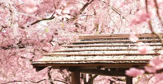 China Kunming Jiaozi Sakura - ทัวร์จีน คุนหมิง เจียวจื่อ นั่งกระเช้าพิชิตภูเขาหิมะเจียวจื่อและชมเทศกาลดอกซากุระ  (ลงร้าน)