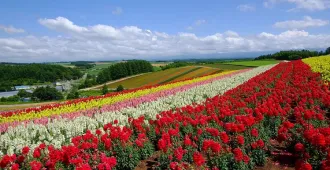 Japan Wakkanai Lavender in Summer - ทัวร์ญี่ปุ่น เที่ยวชมทุ่งดอกไม้หลากสี สวนชิกิไซโนะโอกะ