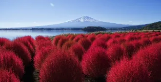 Japan Tokyo Fuji Autumn Red - ทัวร์ญี่ปุ่น โตเกียว ฟูจิ ศาลเจ้าฮาโกเนะ ชมภูเขาไฟฟูจิที่สวนโออิชิ ใบไม้เปลี่ยนสี