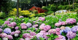 Japan Osaka Kyoto Takayama Kamikochi   - ทัวร์ญี่ปุ่น โอซาก้า เกียวโต ทาคายาม่า คามิโคจิ ชมดอกไฮเดรนเยีย