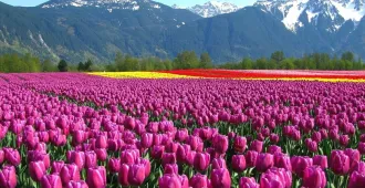 India Kashmir Srinagar Gulmarg Pahalgram Sonamarg - ทัวร์อินเดีย แคชเมียร์ ศรีนาคา กุลมาร์ค พาฮาลแกรม โซนามาร์ค ชมความสวยงามของเทศกาล ดอกทิวลิปที่ใหญ่ที่สุดในเอเชีย