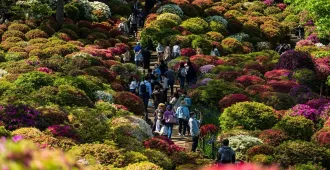 Japan Tokyo Osaka Kyoto Bunkyo Azalea Festival - ทัวร์ญี่ปุ่น โตเกียว โอซาก้า เกียวโต ชมเทศกาลชมดอกอาซาเลียและปราสาทโอซาก้า 