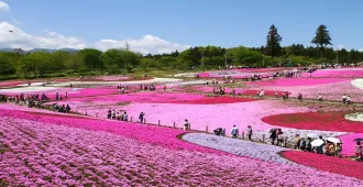 Japan Tokyo Hakuba Kamikochi Macau Shiba Sakura - ทัวร์ญี่ปุ่น โตเกียว ฮาคุบะ คามิโคจิ มาเก๊า เทศกาลชิบะซากุระ ชมทุ่งพิ้งค์มอส