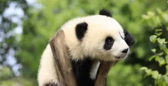 China Chengdu panda - ทัวร์จีน มหัศจรรย์ เฉิงตู ดูหมีแพนด้า (บินตรงเชียงใหม่)