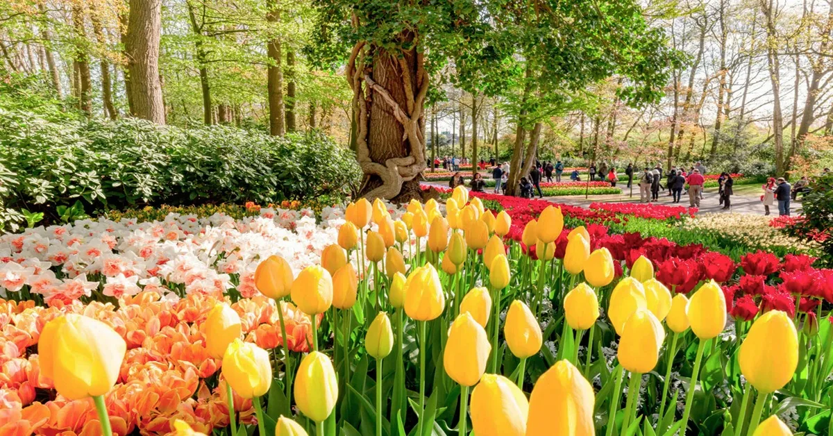 Benelux Netherlands Belgium Germany Luxembourg Keukenhof - ทัวร์เบเนลักซ์ เนเธอร์แลนด์ เบลเยียม เยอรมนี ลักเซมเบิร์ก เข้าชมเทศกาลดอกไม้ที่สวนเคอเคนฮอฟและล่องเรือหลังคากระจก