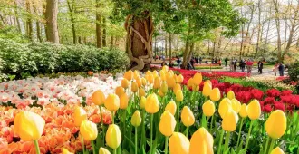 Benelux Netherlands Belgium Germany Luxembourg Keukenhof - ทัวร์เบเนลักซ์ เนเธอร์แลนด์ เบลเยียม เยอรมนี ลักเซมเบิร์ก เข้าชมเทศกาลดอกไม้ที่สวนเคอเคนฮอฟและล่องเรือหลังคากระจก