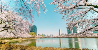 Korea Seoul Chuncheon Seokchon Lake - ทัวร์เกาหลี มหัศจรรย์...โซล ชุนชอน ชมเทศกาลดอกซากุระทะเลสาบซอกชน (อิสระ 1 วัน)