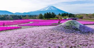 Japan Nagoya - ทัวร์ญี่ปุ่น นาโกย่า เที่ยวเทศกาลสีสันธรรมชาติ มรดกโลกสวยงาม