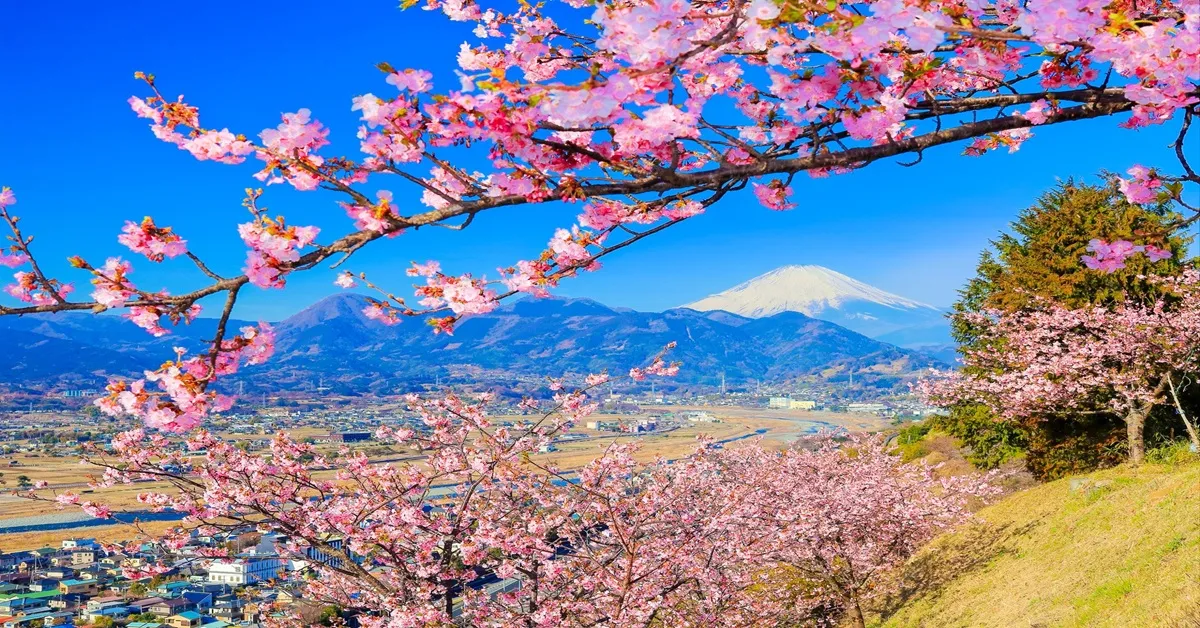Japan Tokyo Narita Fuji Matsuda Sakura - ทัวร์ญี่ปุ่น โตเกียว นาริตะ ฟูจิ ชมเทศกาลมัตสึดะซากุระและสนุกสุดเหวี่ยงกับกิจกรรมสกี (อิสระ 1 วัน) 