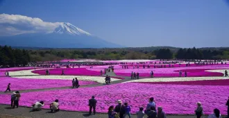 Japan Osaka Nagoya Takayama Kamikochi Fuji Shibazakura Festival - ทัวร์ญี่ปุ่น โอซาก้า นาโกย่า ทาคายาม่า คามิโคจิ เทศกาลฟูจิ ชิบะซากุระ เฟสติวัล 
