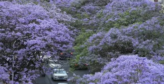 China Kunming Jacarandas in Bloom - ทัวร์จีน คุนหมิง ชมดอกแจ็คกาแรนด้าบานสะพรั่ง (ไม่ลงร้าน)