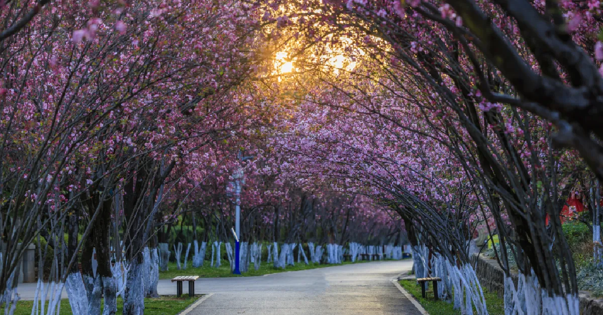 ทัวร์จีน คุนหมิง ตงชวน ชมซากุระสวนหยวนทง ภูเขาหิมะเจี้ยวจื่อ(ลงร้าน)