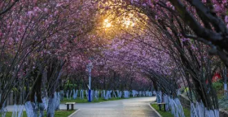 ทัวร์จีน คุนหมิง ตงชวน ชมซากุระสวนหยวนทง ภูเขาหิมะเจี้ยวจื่อ(ลงร้าน)