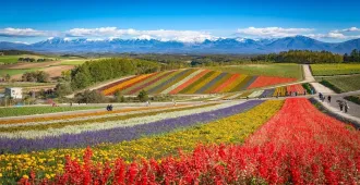 Japan Hokkaido  Sapporo Susukino - ทัวร์ญี่ปุ่น ฮอกไกโด ชมทุ่งดอกไม้หลากสี เดินเล่นซูซูกิโนะ (อิสระ 2 วัน)