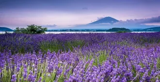 Japan Tokyo Fuji Oishi Park - ทัวร์ญี่ปุ่น โตเกียว ฟูจิ สวนโออิชิ 