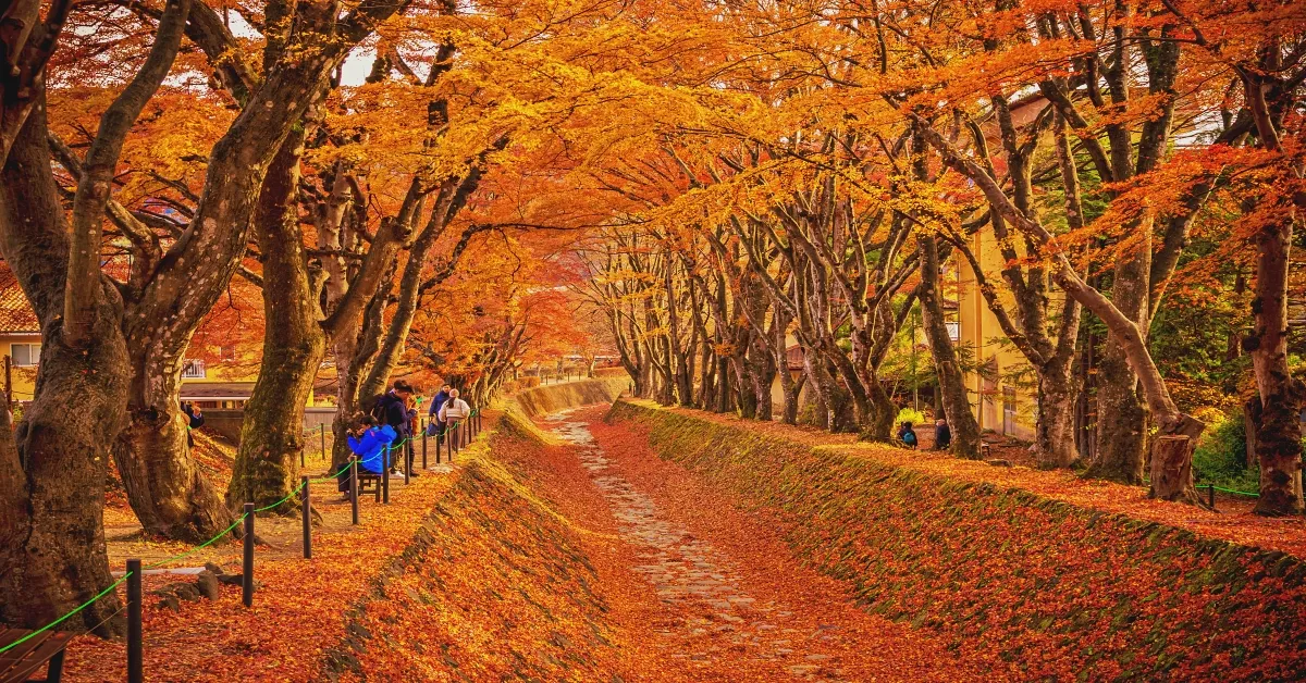 Japan Tokyo Haneda Fuji Ibaraki Autumn Momiji Kairo Freeday Disneyland - ทัวร์ญี่ปุ่น โตเกียว ฮาเนดะ ฟูจิ อิบารากิ ใบไม้เปลี่ยนสี อุโมงค์ใบเมเปิ้ล โมมิจิ ไคโร อิสระ ดิสนีย์แลนด์ (พักออนเซ็น)