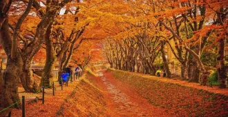Japan Tokyo Haneda Fuji Ibaraki Autumn Momiji Kairo Freeday Disneyland - ทัวร์ญี่ปุ่น โตเกียว ฮาเนดะ ฟูจิ อิบารากิ ใบไม้เปลี่ยนสี อุโมงค์ใบเมเปิ้ล โมมิจิ ไคโร อิสระ ดิสนีย์แลนด์ (พักออนเซ็น)