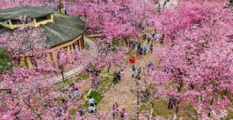 China Kunming Qing Yi Sakura - ทัวร์จีน มหัศจรรย์ คุนหมิง ชิงอี้ ชมเทศกาลดอกซากุระบานที่คุณหมิง เที่ยวหมู่บ้านไม้โบราณเฟิงหลินปู้อี