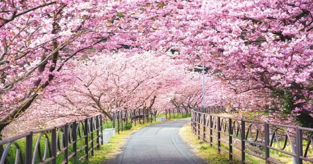 Japan Tokyo Kawazu Fuji Narita Sakura - ทัวร์ญี่ปุ่น มหัศจรรย์  โตเกียว คาวาสึ ฟูจิ นาริตะ ชมเทศกาลดอกซากุระบานสะพรั่ง