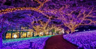 Japan Tokyo Fuji Kamakura Winter Light Up - ทัวร์ญี่ปุ่น โตเกียว ฟูจิ คะมะกุระ ชมงานเทศกาลประดับไฟ ซากามิโกะ อิลลูมิเนชั่น