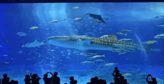 Japan Okinawa Churaumi Aquarium - ทัวร์ญี่ปุ่น ซุปตาร์....โอกินาว่า สายลับ เที่ยวชมพิพิธภัณฑ์สัตว์น้ำชุราอูมิ