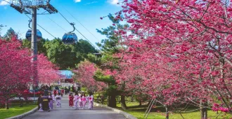 Taiwan Chiayi Taipei Alishan Sakura - ไต้หวัน เจียอี้ ไทเป อาลีซาน นั่งกระเช้าชมวิวทะเลสาบสุริยัน ซากุระและเที่ยวชมอุทยานแห่งชาติอาลีซาน