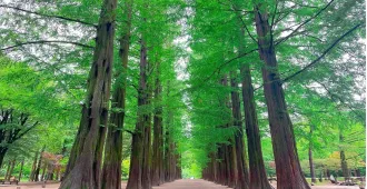 South Korea Nami Island Bongeunsa Temple - ทัวร์เกาหลีใต้ เกาะนามิ วัดบงอึนชา อิสระ 1 วันเต็ม