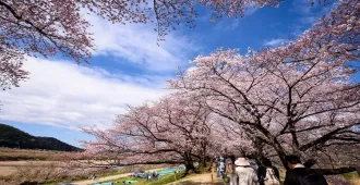 Japan Osaka Kyoto Takayama Yodogawa Riverside - ทัวร์ญี่ปุ่น โอซาก้า เกียวโต ทาคายาม่า ชมซากุระริมแม่น้ำโยโดกาวะ
