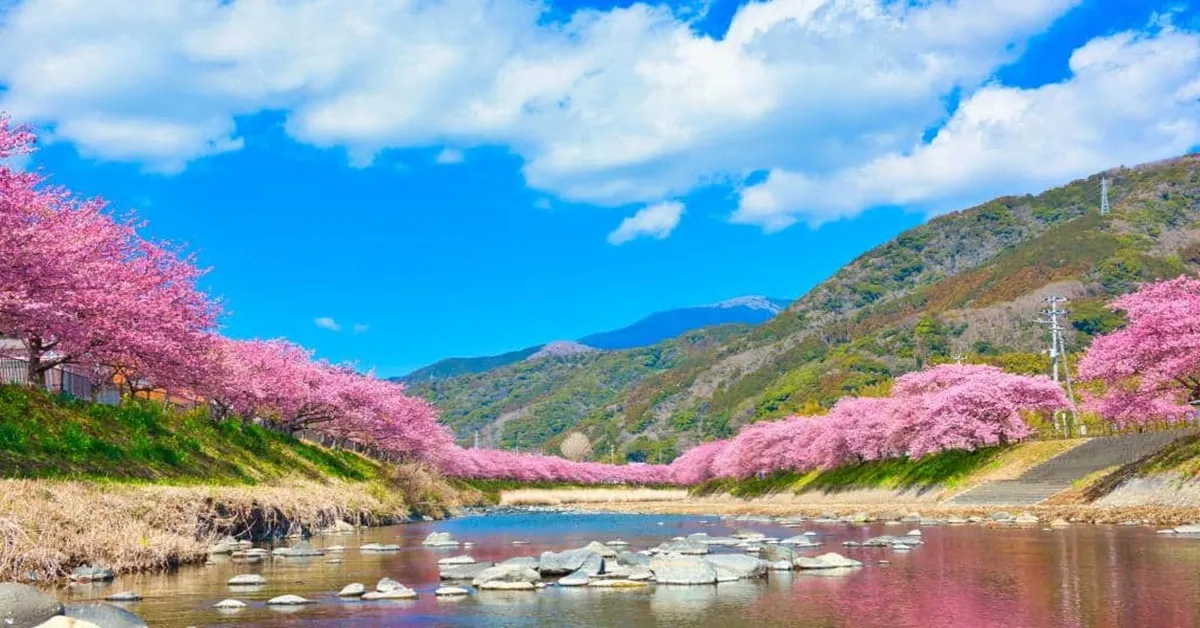 Japan Tokyo Kawazu Fuji Sakura Ski Winter - ทัวร์ญี่ปุ่น โตเกียว คาวาสึ ฟูจิ ชมเทศกาลดอกซากุระบานในคาวาซุและกิจกรรมลานสกี (อิสระ 1 วัน)
