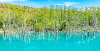 Japan Hokkaido Sapporo Furano Asahikawa Shikisai No Oka - ทัวร์ญี่ปุ่น ฮอกไกโด ซัปโปโร ฟูราโน่ อาซาฮิคาว่า เที่ยวชมสวนชิคิไซโนะโกะ โอกะ เนินเขาแห่งสีสันทั้งสี่