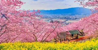 Japan Tokyo Matsuda Fuji Sakura Ski Winter - ทัวร์ญี่ปุ่น โตเกียว มัตสึดะ ฟูจิ ชมงานเทศกาลมัตสึดะซากุระและสนุกกับกิจกรรมลานสกี (อิสระ 1 วัน)