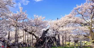 Japan Tokyo Takayama Hokuto Sakura - ทัวร์ญี่ปุ่น โตเกียว ทาคายาม่า โฮคุโตะ ชมซากุระ 2000 ปีและนั่งกระเช้าลอยฟ้าชินโฮตากะ (อิสระ 1 วัน)