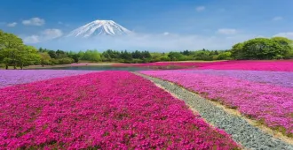 Japan Tokyo Hakone Yamanashi Fuji Shiba Sakura - ทัวร์ญี่ปุ่น เรียล เรียล... โตเกียว ฮาโกเนะ ยามานาชิ ฟูจิ เฟี๊ยวจัดดด (อิสระ 1 วัน)