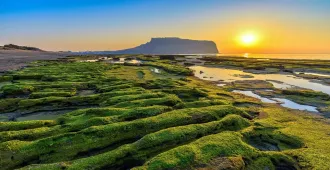 South Korea Jeju Dream Tower Osulloc Green Tea Song Ak San - ทัวร์เกาหลีใต้ เชจู ชมวิวตึกสูง ไร่ชาเขียวโอซุลล็อค แหลมซงอัคซาน อิสระ 1 วัน
