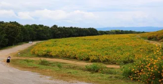 Thailand Lampang Bua Tong Fields - ทัวร์ไทย ลำปาง ชมทุ่งดอกบัวตอง
