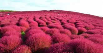 Japan Tokyo Narita Fuji Freeday Or Disneyland - ทัวร์ญี่ปุ่น โตเกียว นาริตะ ฟูจิ ชมดอกโคเชีย อิสระเต็มวัน หรือ ดิสนีย์แลนด์
