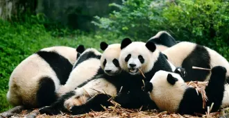 China Chengdu Siguniangshan Bipenggou - ทัวร์จีน เฉิงตู สี่ดรุณี ปีเผิงโกว เที่ยวชมศูนย์อนุรักษ์หมีแพนด้าและสะพานโบราณหนานเฉียว   